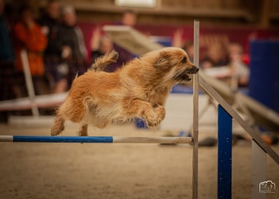 https://chiens-de-france.com/photo/chiens/2023_02/tn200/TN200_2026031221125769b31e49ba846.jpg