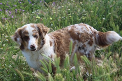 https://chiens-de-france.com/photo/chiens/2023_02/tn200/TN200_202605151930226a07582ec5bf0.jpg