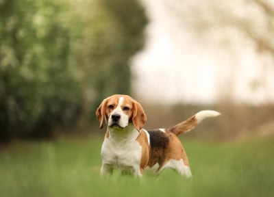https://chiens-de-france.com/photo/chiens/2023_02/tn200/TN200_202605282152386a189d06b83e3.jpg