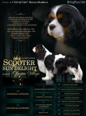 CH. Scooter sun delight