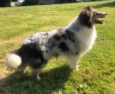 https://chiens-de-france.com/photo/chiens/2023_02/tn200/TN200_chiens-Shetland-Sheepdog-1cec6565-7012-5154-25a5-2d83870ca431_min.jpg