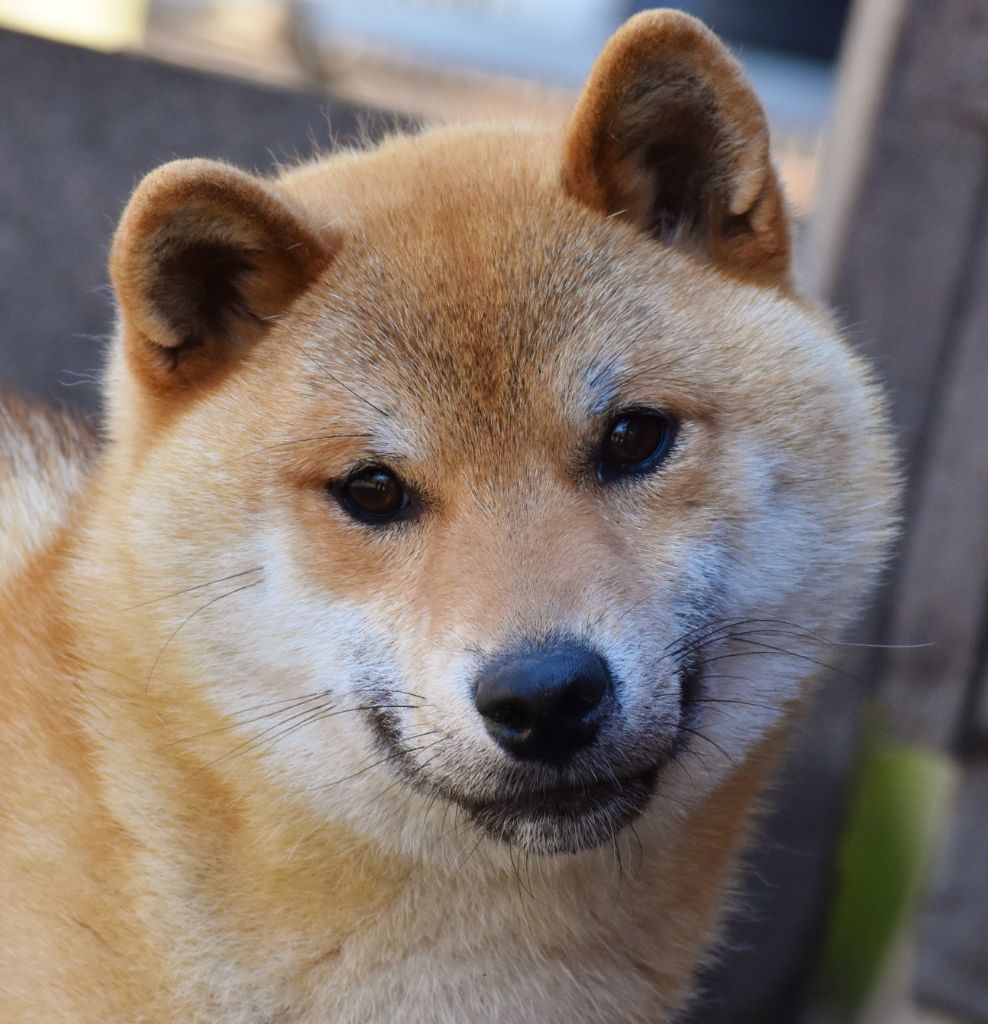 Les Shiba de l'affixe   De La Folle Emprise