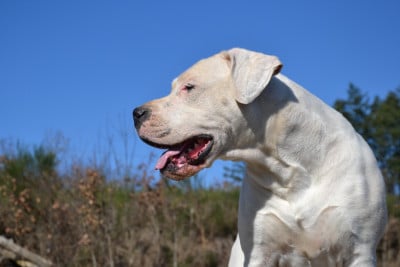 https://chiens-de-france.com/photo/chiens/2023_03/tn200/TN200_2026032116372269bebb32ee5ed.jpg