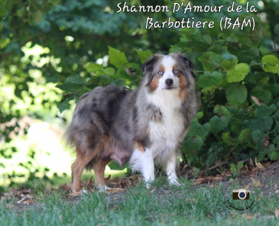 https://chiens-de-france.com/photo/chiens/2023_03/tn200/TN200_2026041317054169dd0645f246a.jpg