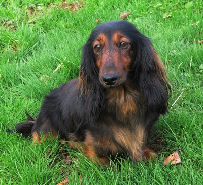 https://chiens-de-france.com/photo/chiens/2023_03/tn200/TN200_202605151702476a07359701881.jpg