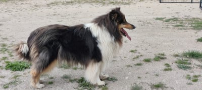 https://chiens-de-france.com/photo/chiens/2023_03/tn200/TN200_202605191840346a0c9282e7afa.jpg