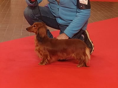 https://chiens-de-france.com/photo/chiens/2023_03/tn200/TN200_202606081836246a26ef88c5795.jpg