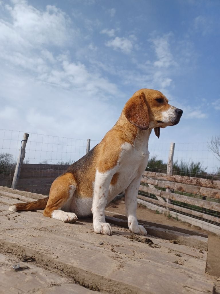 Chien Beagle Tiana Sans Affixe