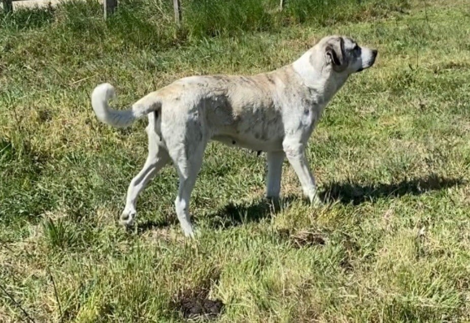 Odyssée Du Haras Du Paty