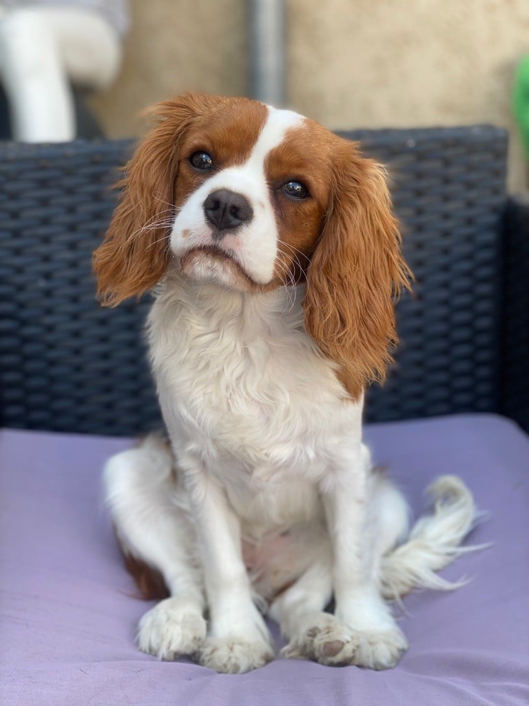 Les Cavalier King Charles Spaniel de l'affixe   Arnaud Jacques