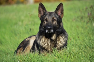 Vior del salto roldan