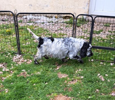 https://chiens-de-france.com/photo/chiens/2023_04/tn200/TN200_2026042010341969e5e50b88a2d.jpg