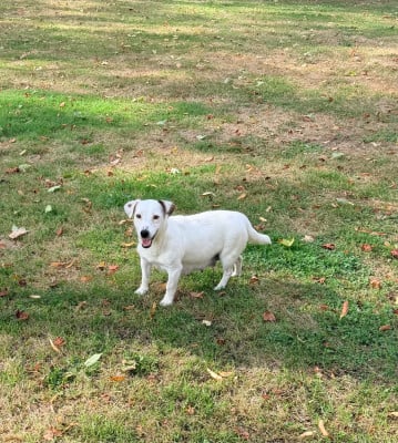 https://chiens-de-france.com/photo/chiens/2023_04/tn200/TN200_202608201736046a871ee46599d.jpg