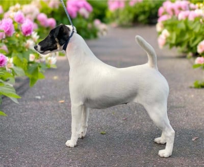 https://chiens-de-france.com/photo/chiens/2023_05/tn200/TN200_202605111722336a01f4393d9f0.jpg