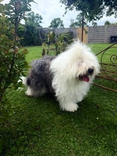https://chiens-de-france.com/photo/chiens/2023_05/tn200/TN200_202605200734426a0d47f203037.jpg