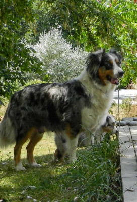 https://chiens-de-france.com/photo/chiens/2023_05/tn200/TN200_202606271652256a3fe3a94a86b.jpg