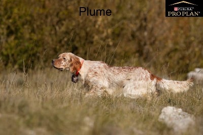 Plume Du Puy Du Fougeroux
