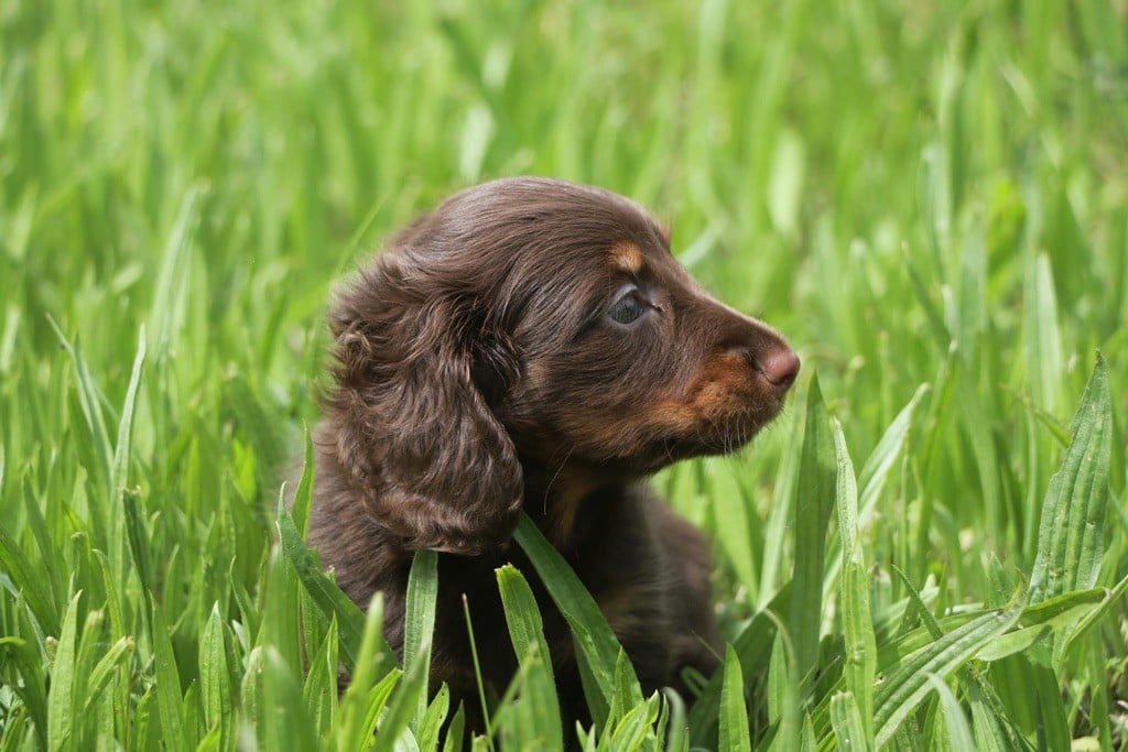 Ultime Of German Lovely Dogs