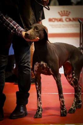 https://chiens-de-france.com/photo/chiens/2023_06/tn200/TN200_2026031516341169b6d173d44cb.jpg