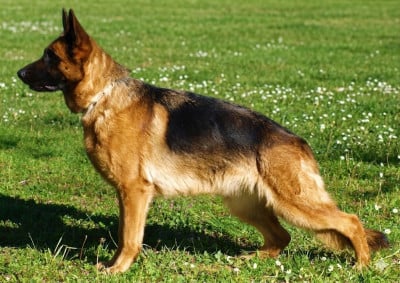 https://chiens-de-france.com/photo/chiens/2023_06/tn200/TN200_2026050513091869f9cfded8c7b.jpg