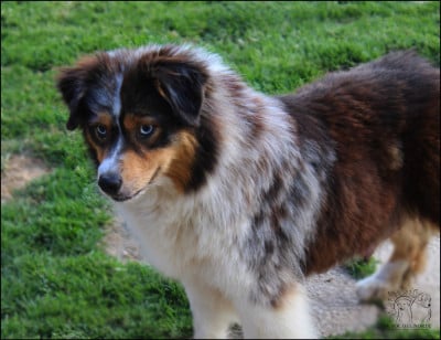 https://chiens-de-france.com/photo/chiens/2023_06/tn200/TN200_2026050722155669fcf2fc5c813.jpg