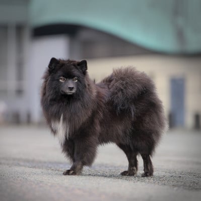 https://chiens-de-france.com/photo/chiens/2023_06/tn200/TN200_202605132235286a04e09059734.jpg