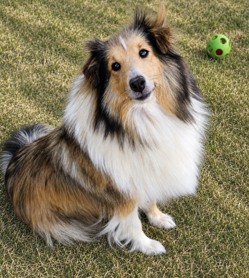 https://chiens-de-france.com/photo/chiens/2023_06/tn200/TN200_202608091845416a78aeb5e2762.png