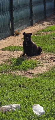 https://chiens-de-france.com/photo/chiens/2023_06/tn200/TN200_202608212102466a88a0d67ff64.jpg