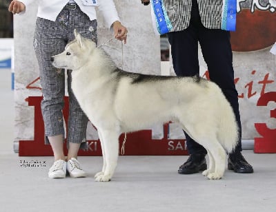 CH. Snowmist's Silverado balikwas