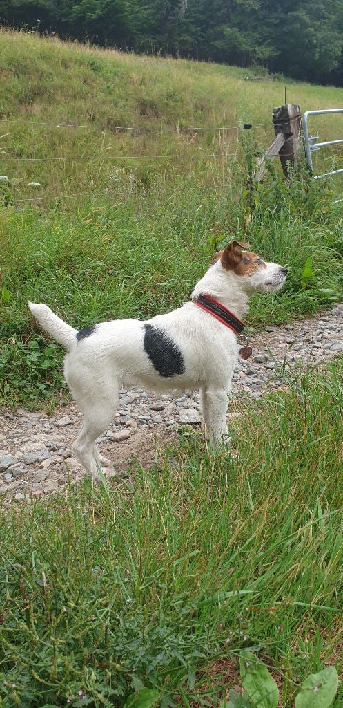 Les Parson Russell Terrier de l'affixe   Du Ruisseau De La Steinmatt