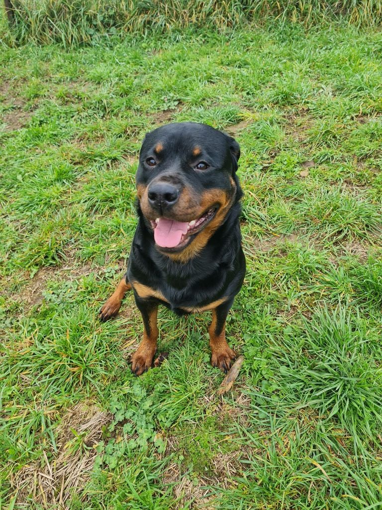 Les Rottweiler de l'affixe   Emilie Cuny