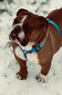 Myally Bulldog The hitman
