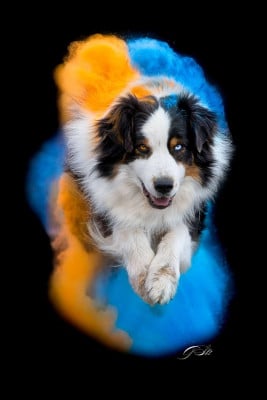 Sirius des monts de la gaya scienza