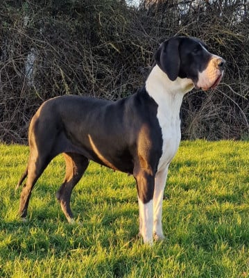 https://chiens-de-france.com/photo/chiens/2023_07/tn200/TN200_2026031119462469b1b8807d84a.jpg
