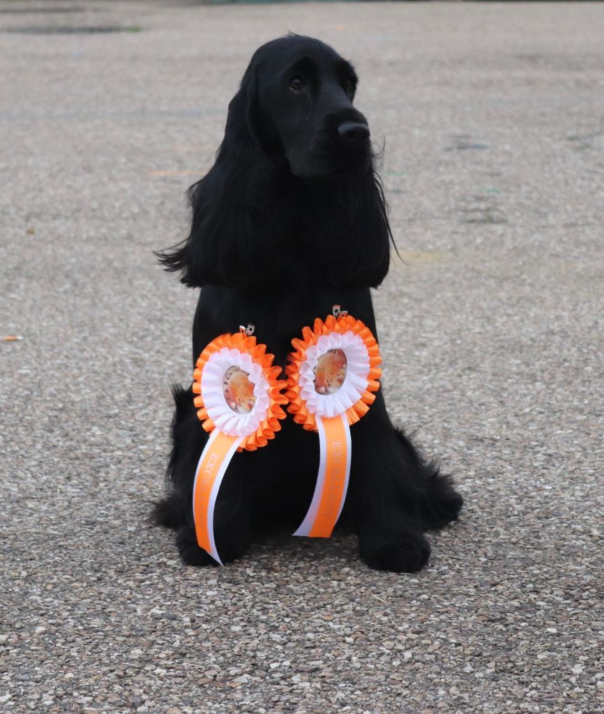 Les Cocker Spaniel Anglais de l'affixe   Du Mas Destiny