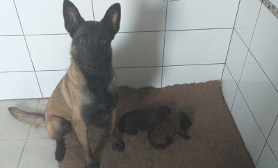 https://chiens-de-france.com/photo/chiens/2023_08/tn200/TN200_202512171524566942bd38595fe.jpg