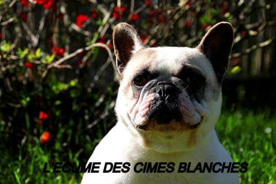https://chiens-de-france.com/photo/chiens/2023_08/tn200/TN200_2026032421562369c2fa774400d.jpg