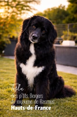 https://chiens-de-france.com/photo/chiens/2023_08/tn200/TN200_2026050816432769fdf68fc6c74.jpg