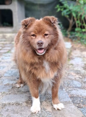 https://chiens-de-france.com/photo/chiens/2023_08/tn200/TN200_202605192119126a0cb7b0285b4.jpg