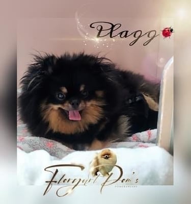 floryartpom's Plagg