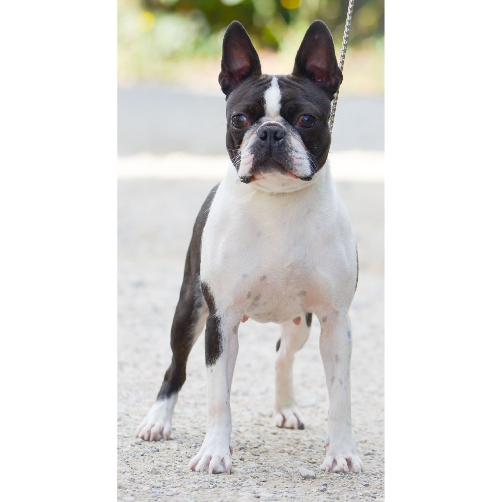 Les Boston Terrier de l'affixe   Eminence and Class