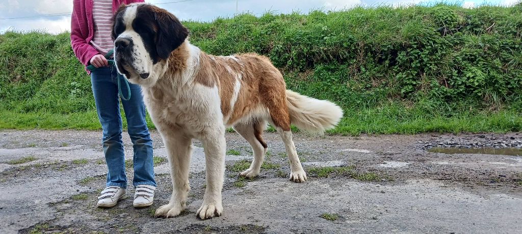 Saint Bernard Dog Baron Vom Bondarhaus on