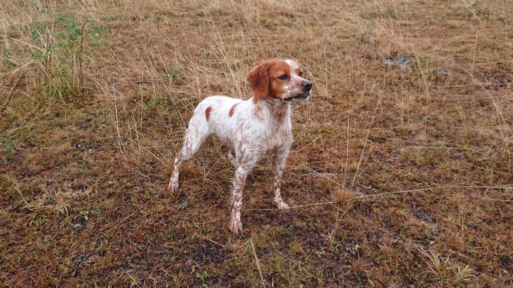 Sissy Des Sources De La Margeride