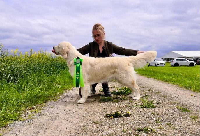 Les Golden Retriever de l'affixe   De L'Abbaye Felgère