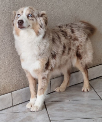 https://chiens-de-france.com/photo/chiens/2023_09/tn200/TN200_20251106182516690cd9fc36869.jpg