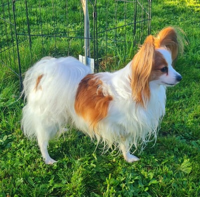 Timmy butterfly Opal Aussie