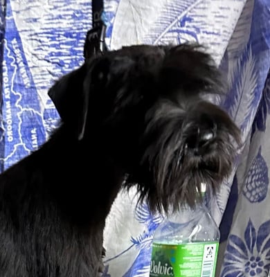 https://chiens-de-france.com/photo/chiens/2023_09/tn200/TN200_2026041517351569dfb03377f3e.jpg