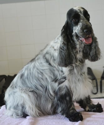 https://chiens-de-france.com/photo/chiens/2023_09/tn200/TN200_202606181001466a33a5eacc864.jpg