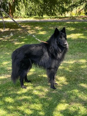 Skoll du domaine de saxane
