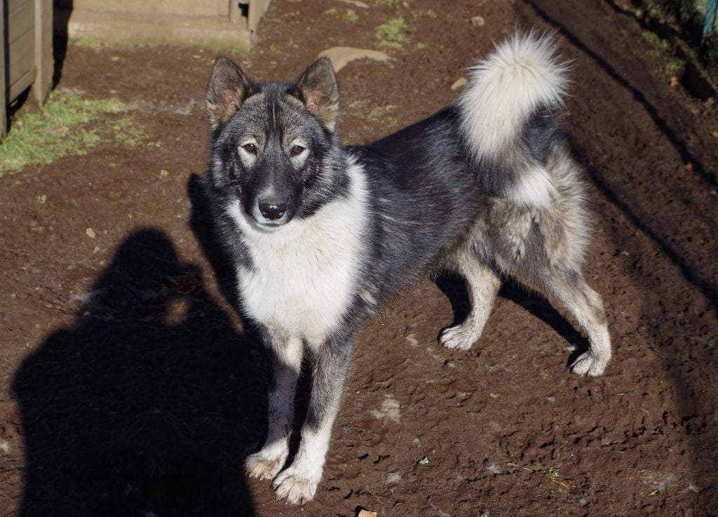 Les Chien du Groenland de l'affixe   Winnetou's Shadow